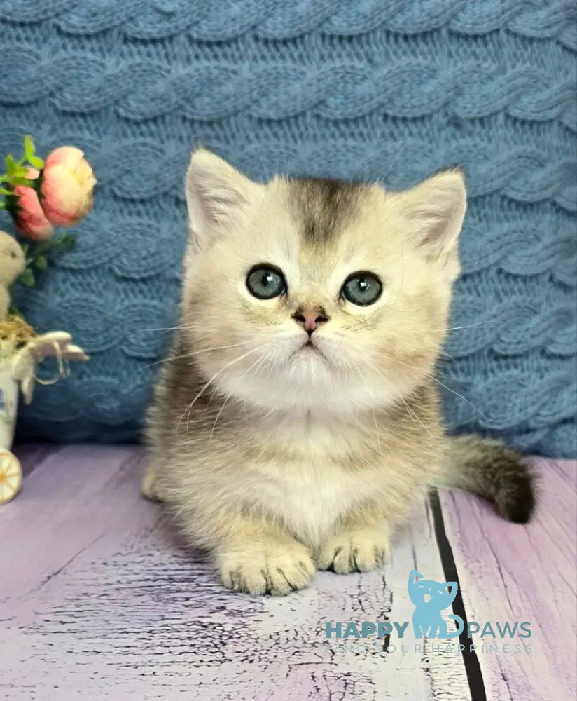 Bembi Munchkin male black silver ticked tabby live animals