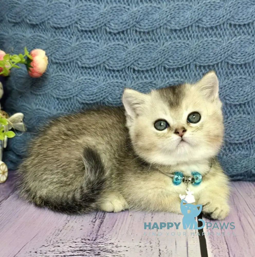 Bembi Munchkin male black silver ticked tabby live animals