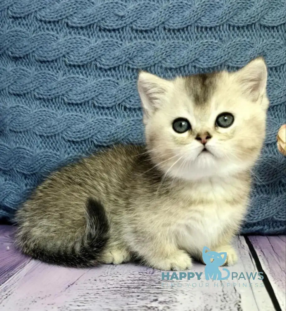 Bembi Munchkin male black silver ticked tabby live animals