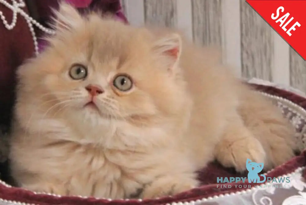 Ben British Longhair male lilac golden ticked tabby live animals