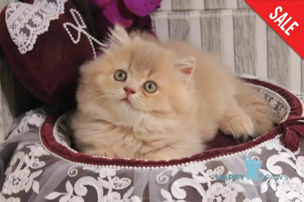 Ben British Longhair male lilac golden ticked tabby live animals