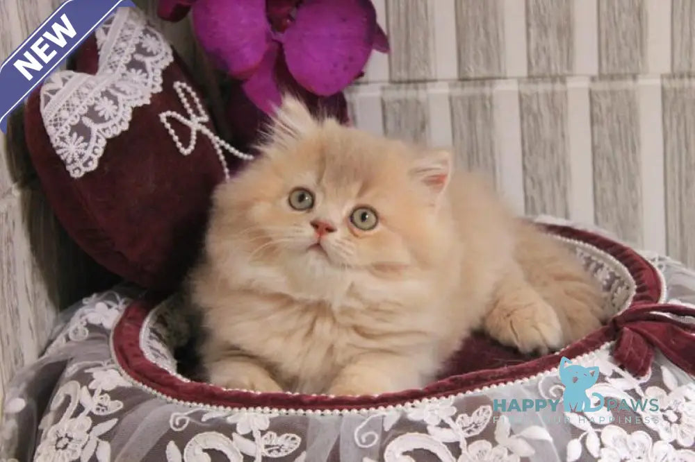 Ben British Longhair male lilac golden ticked tabby live animals