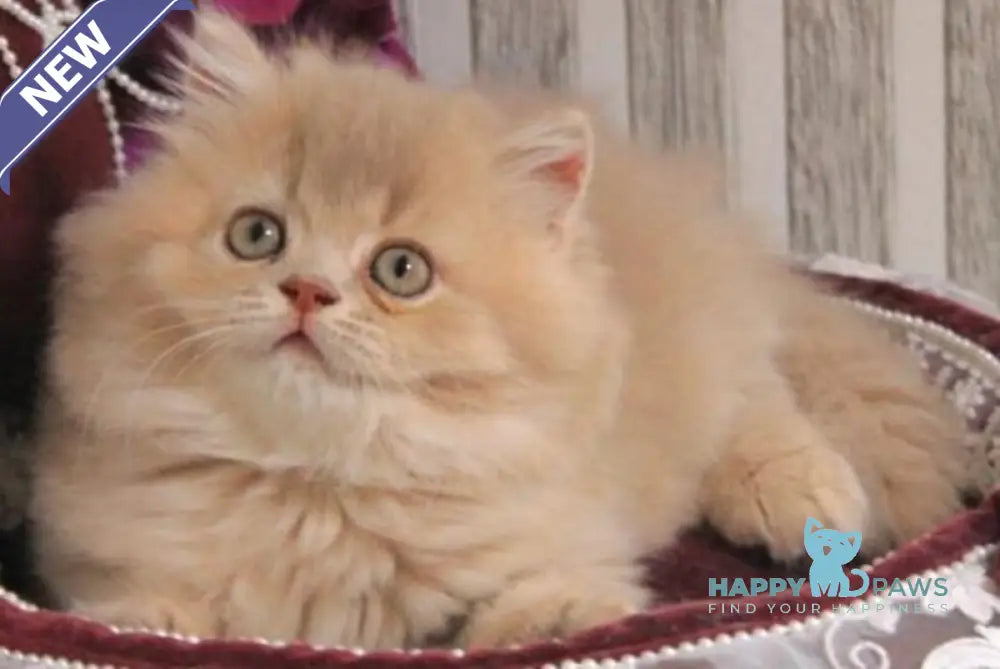Ben British Longhair male lilac golden ticked tabby live animals