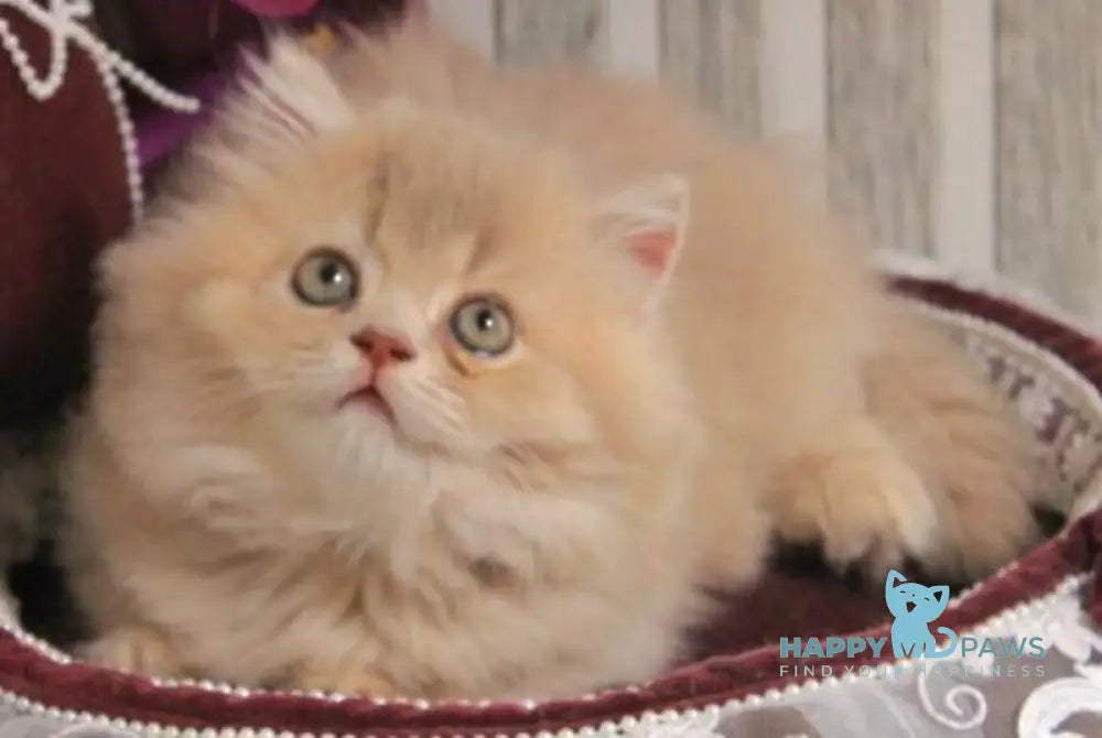 Ben British Longhair male lilac golden ticked tabby live animals