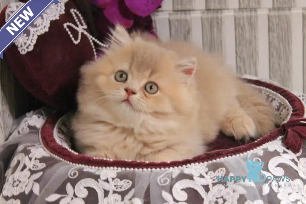 Ben British Longhair male lilac golden ticked tabby live animals
