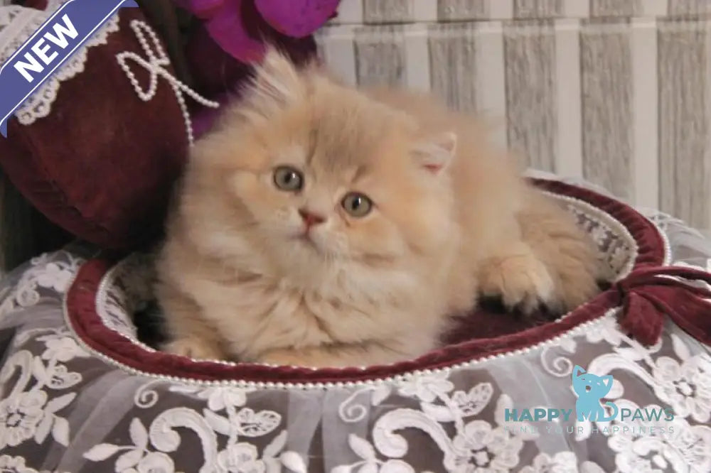 Ben British Longhair male lilac golden ticked tabby live animals