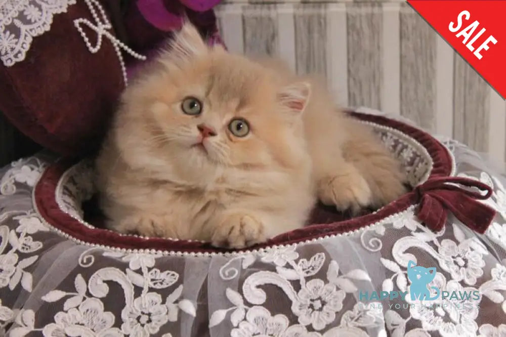 Ben British Longhair male lilac golden ticked tabby live animals