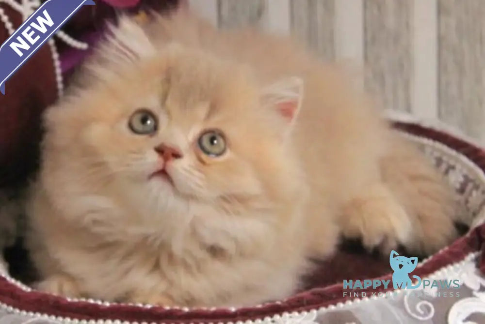 Ben British Longhair male lilac golden ticked tabby live animals