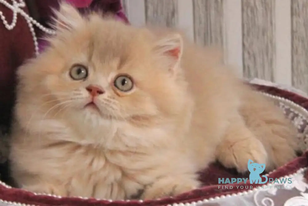 Ben British Longhair male lilac golden ticked tabby live animals