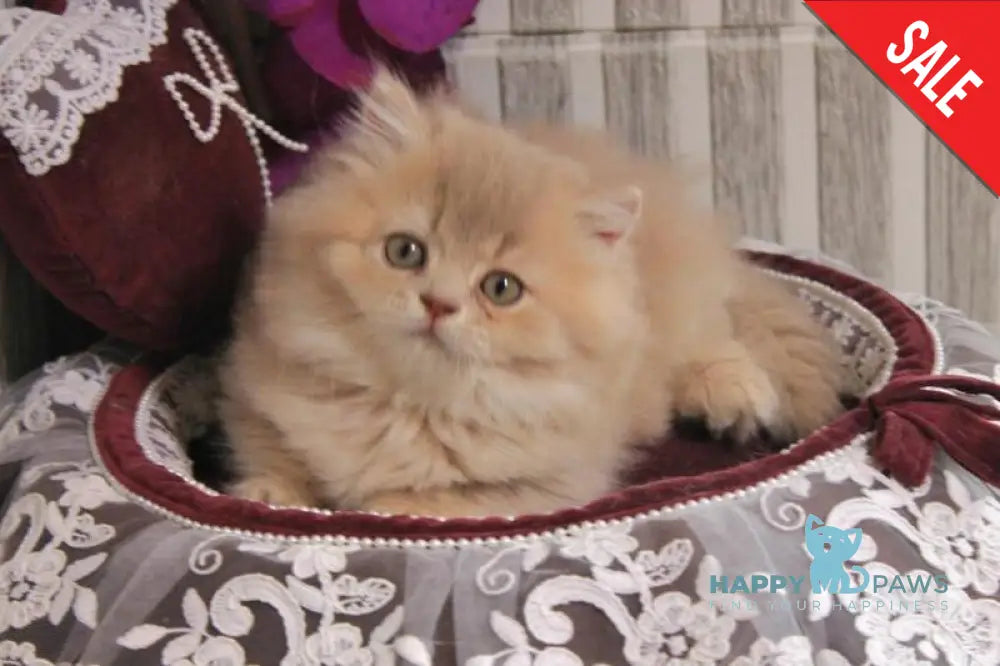 Ben British Longhair male lilac golden ticked tabby live animals