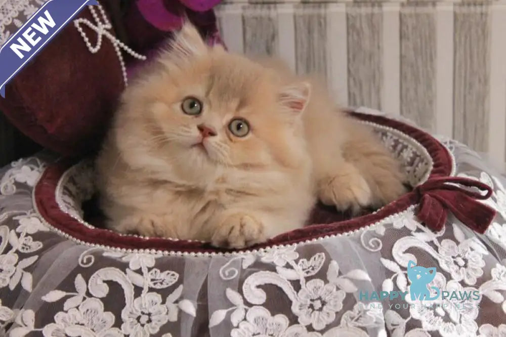 Ben British Longhair male lilac golden ticked tabby live animals