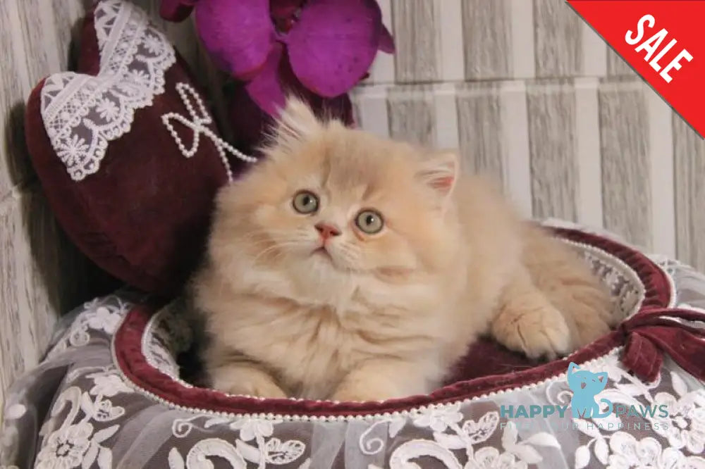 Ben British Longhair male lilac golden ticked tabby live animals