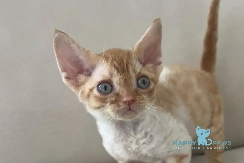 Ben Devon Rex male red spotted tabby bicolour - live animals