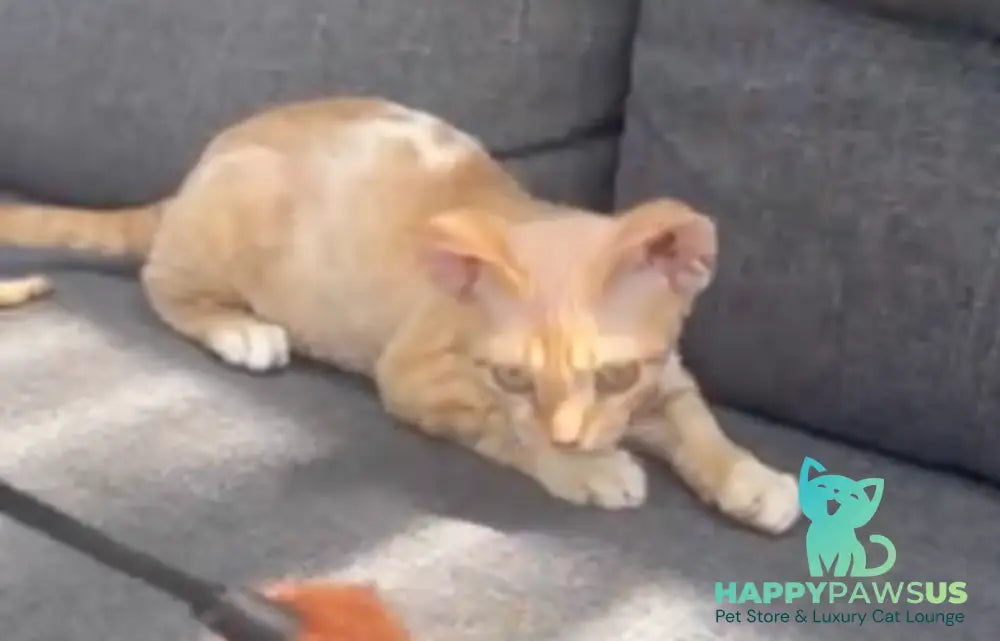 Ben Devon Rex male red spotted tabby bicolour - live animals