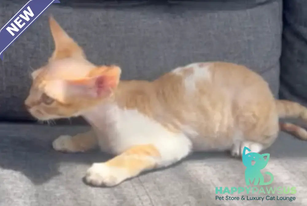 Ben Devon Rex male red spotted tabby bicolour - live animals
