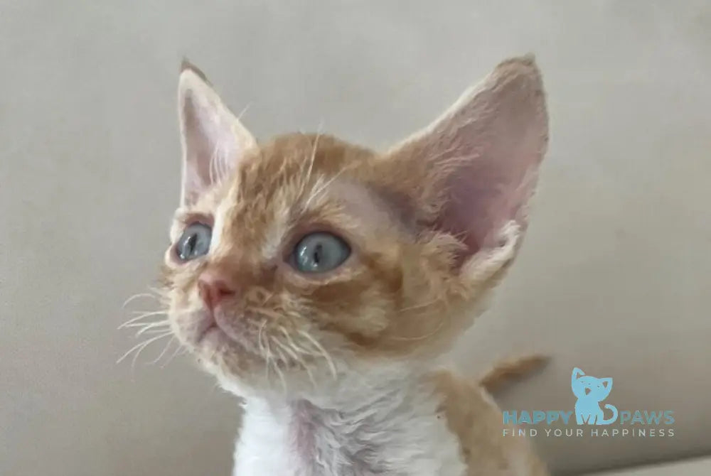 Ben Devon Rex male red spotted tabby bicolour - live animals