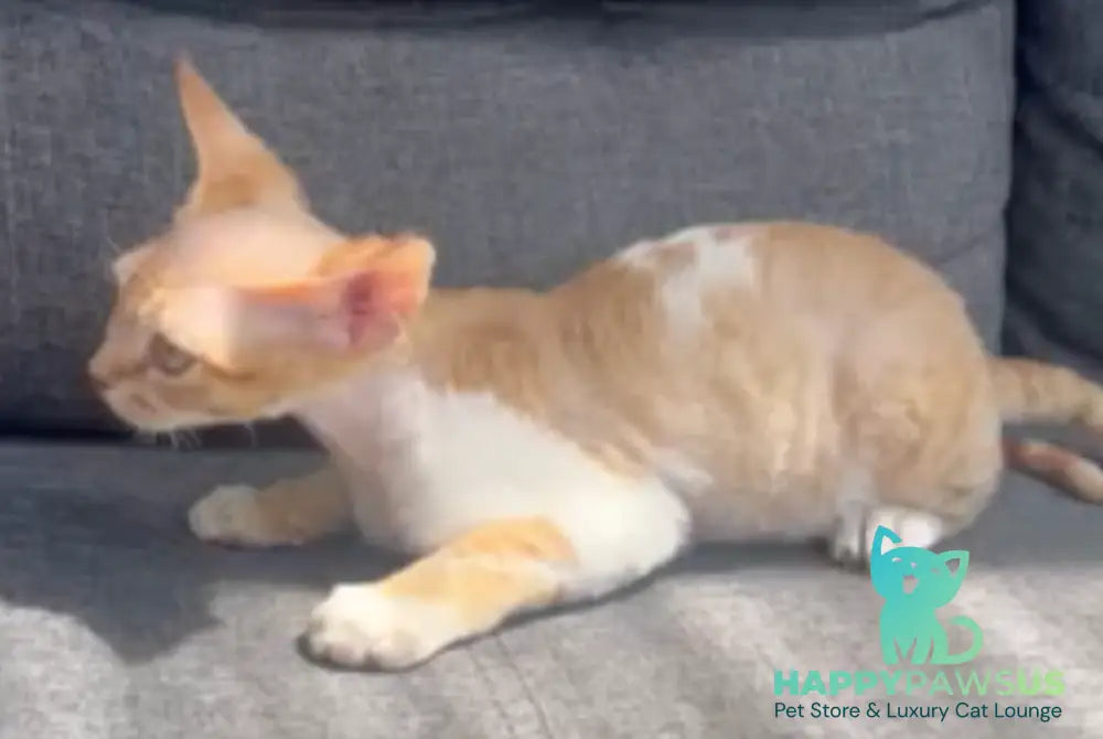 Ben Devon Rex male red spotted tabby bicolour - live animals