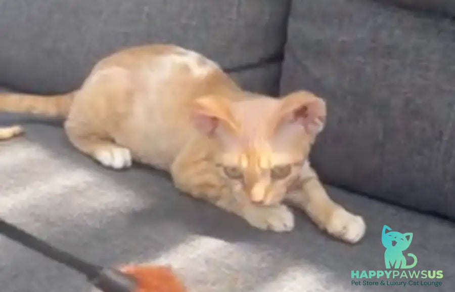 Ben Devon Rex male red spotted tabby bicolour - live animals
