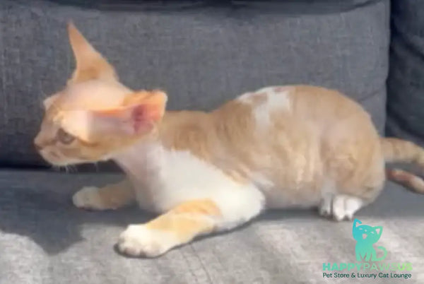 Ben Devon Rex male red spotted tabby bicolour - live animals