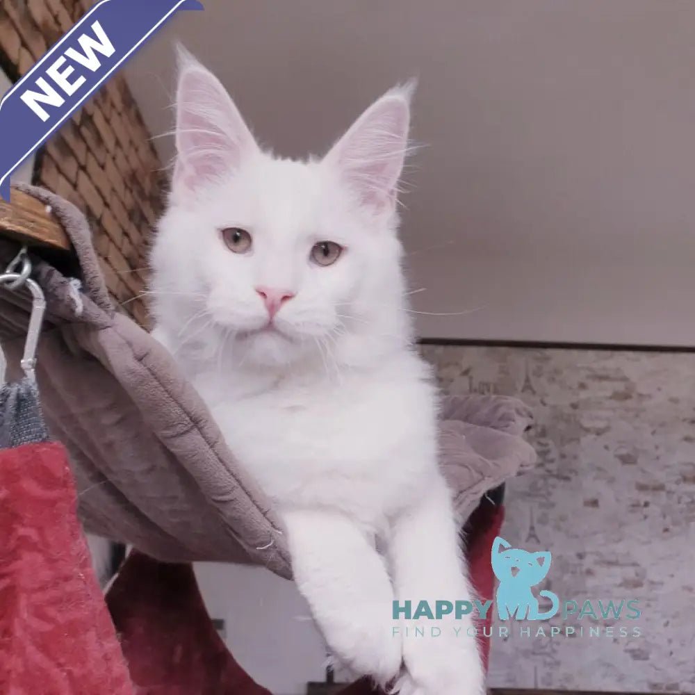 Ben Maine Coon male white live animals