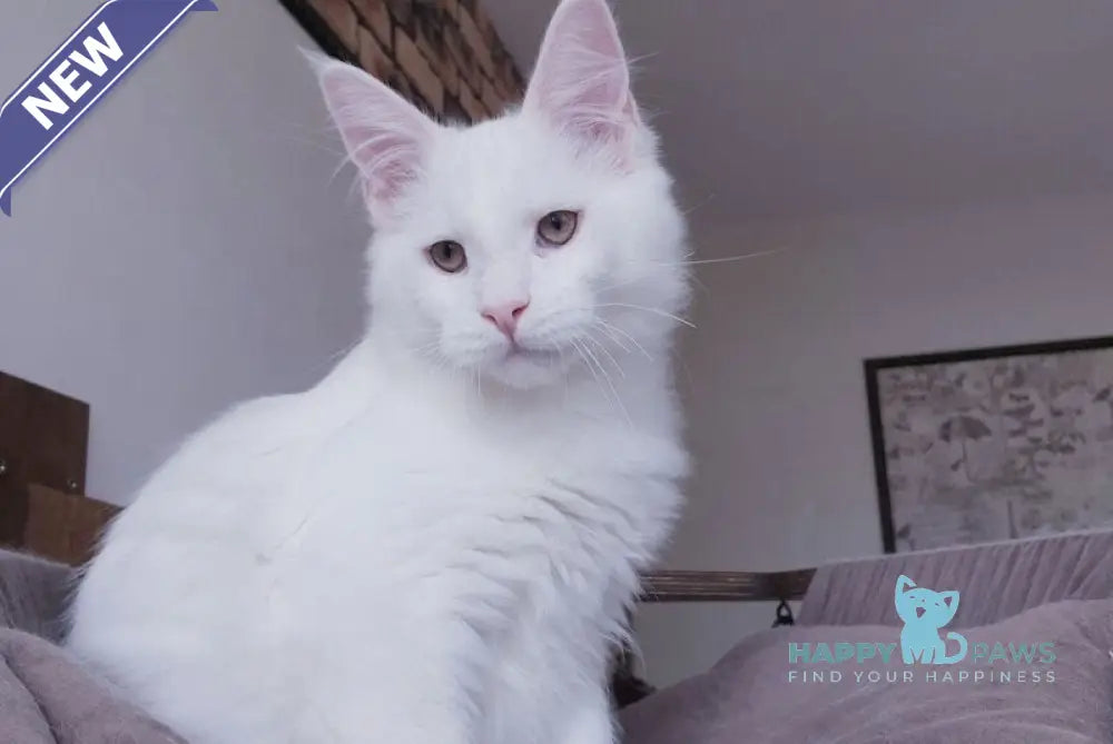 Ben Maine Coon male white live animals