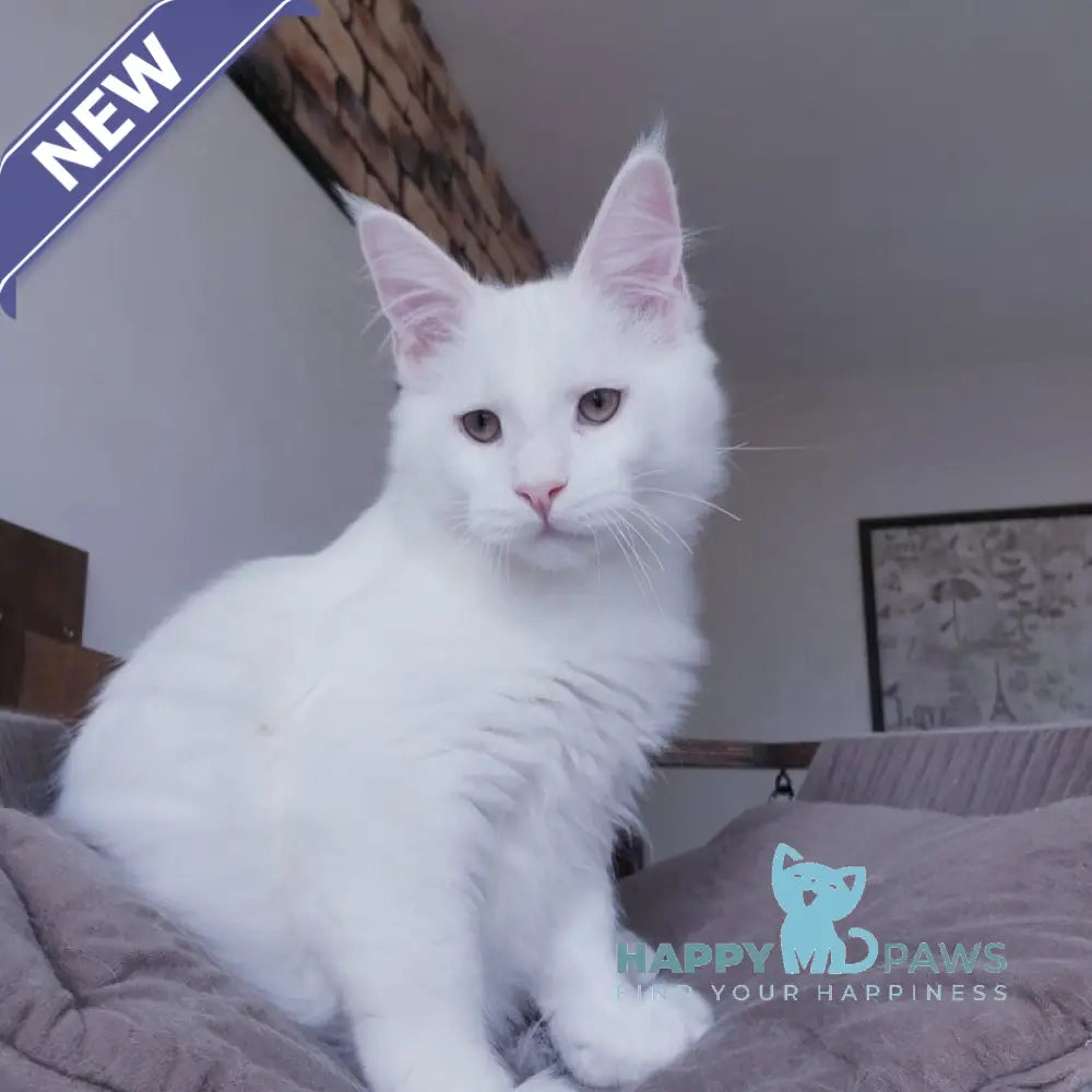 Ben Maine Coon male white live animals