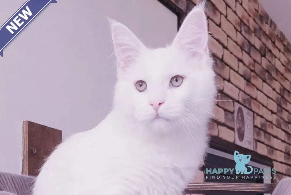 Ben Maine Coon male white live animals