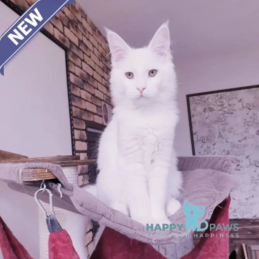Ben Maine Coon male white live animals