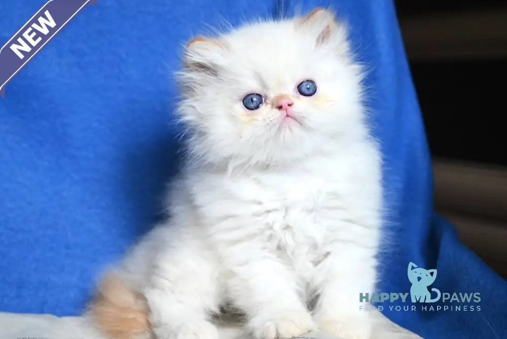 Ben Persian male red pointed live animals