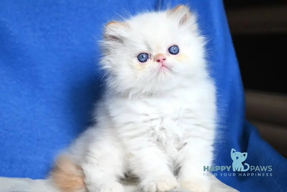 Ben Persian male red pointed live animals