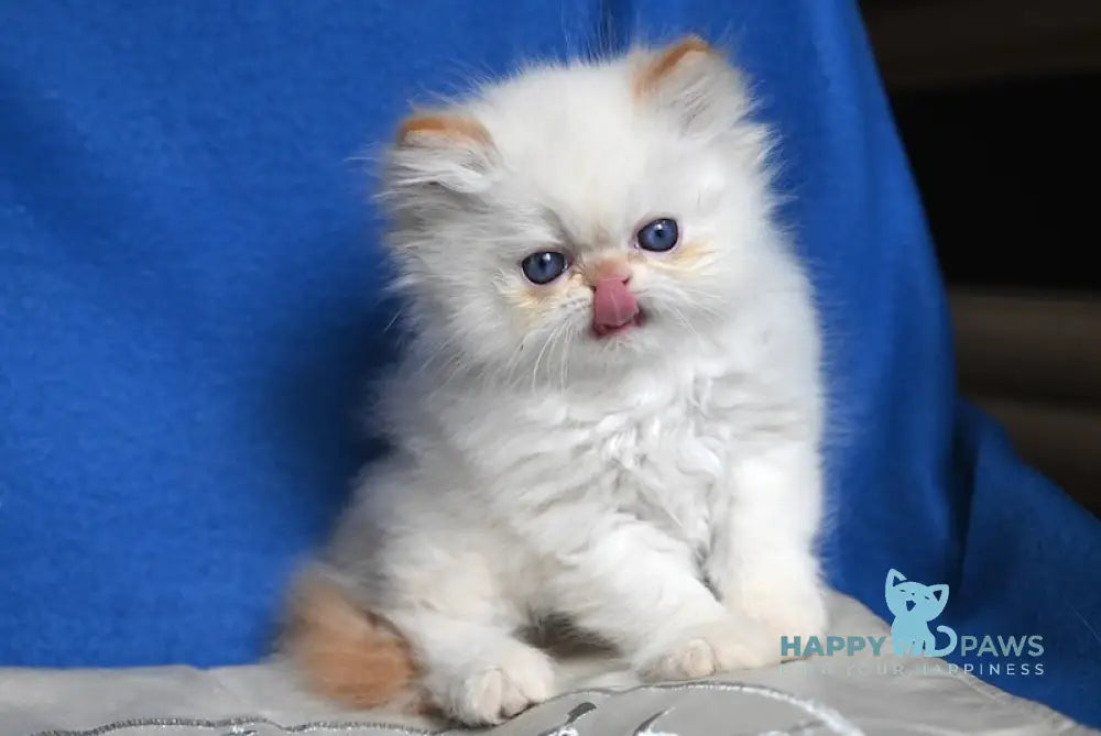 Ben Persian male red pointed live animals