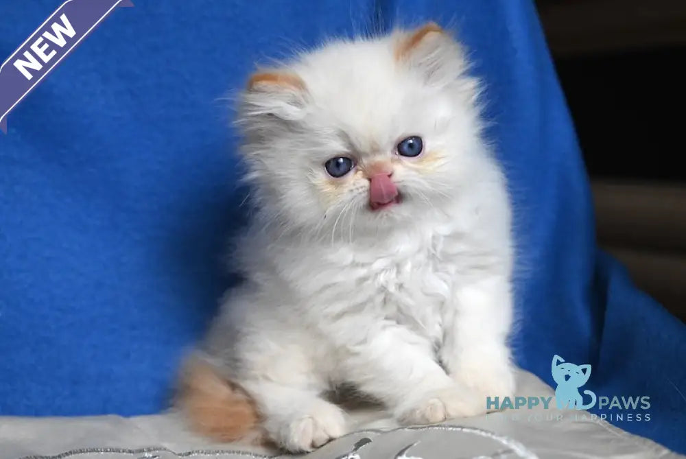 Ben Persian male red pointed live animals