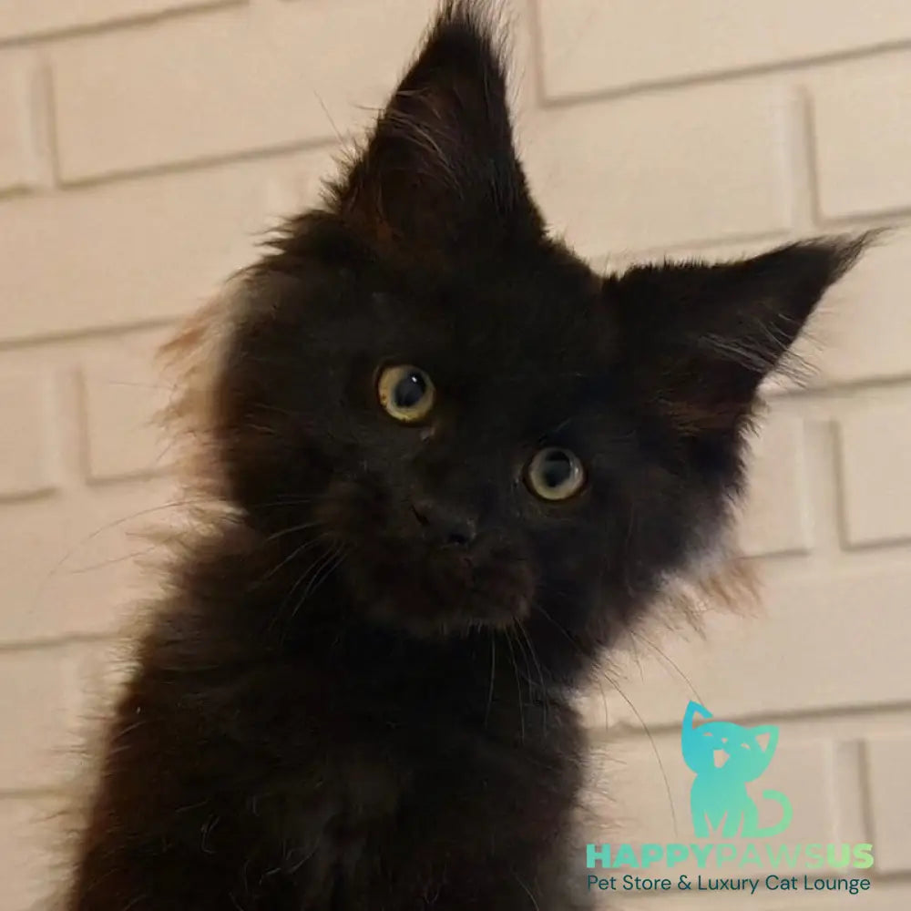Beni Maine Coon male black - live animals
