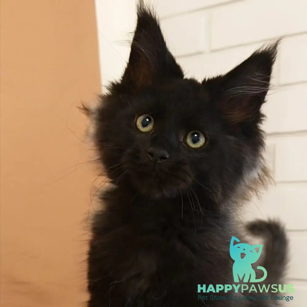 Beni Maine Coon male black - live animals