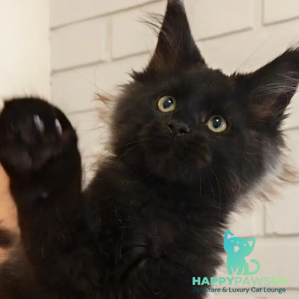 Beni Maine Coon male black - live animals