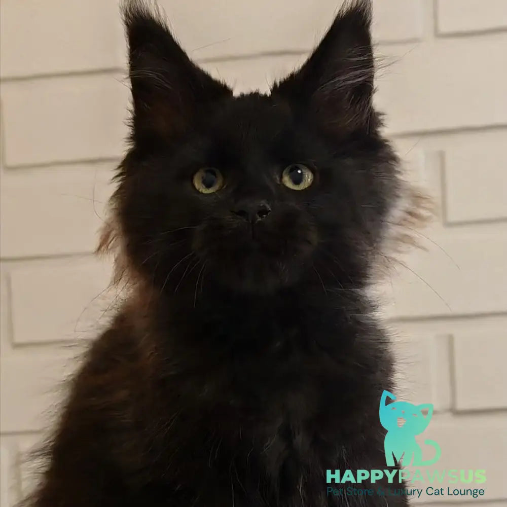 Beni Maine Coon male black - live animals