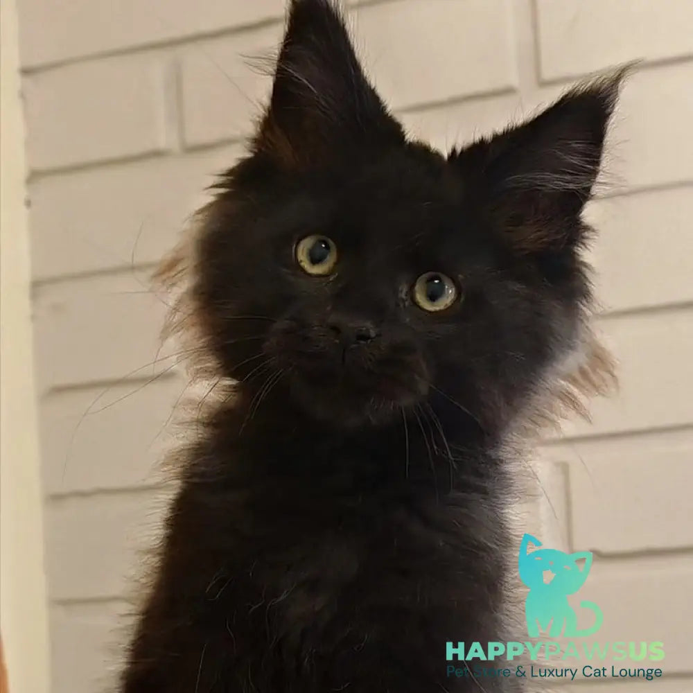 Beni Maine Coon male black - live animals