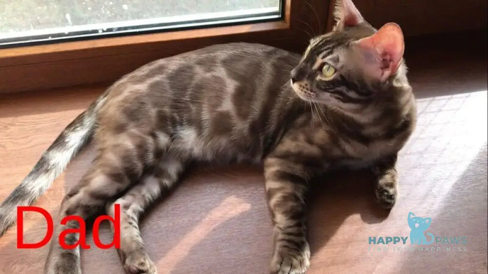 Benjamin Bengal male black spotted tabby live animals