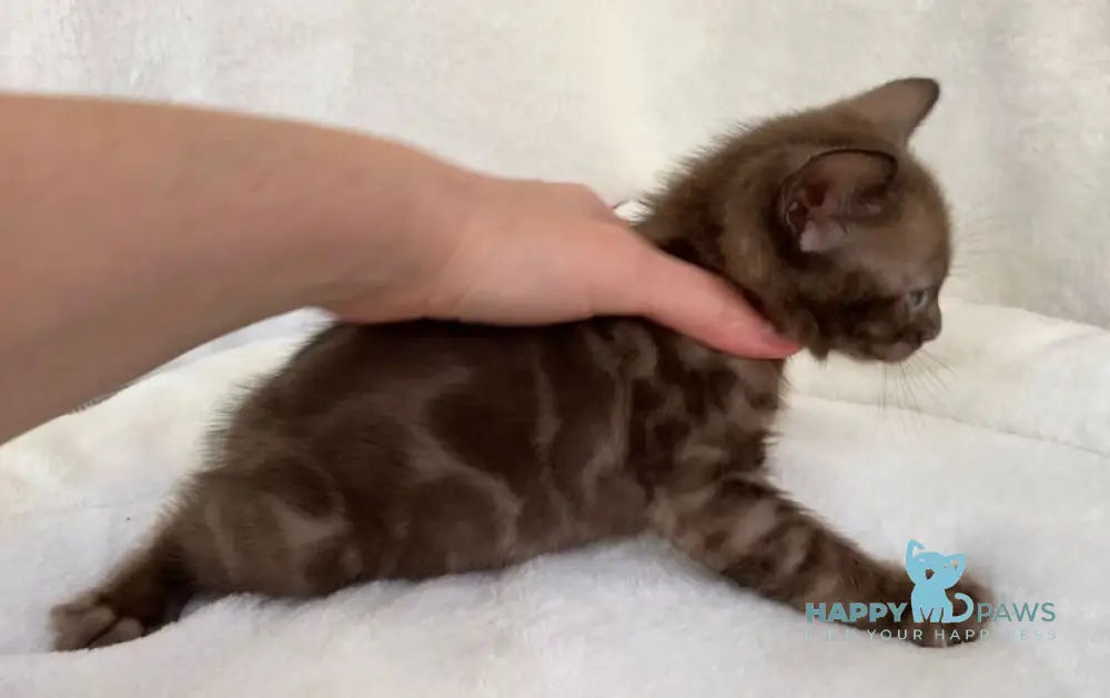 Benjamin Bengal male black spotted tabby live animals