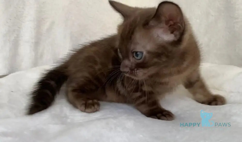 Benjamin Bengal male black spotted tabby live animals