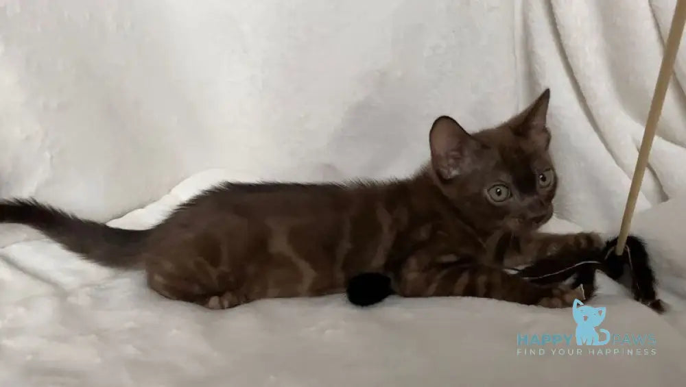 Benjamin Bengal male black spotted tabby live animals