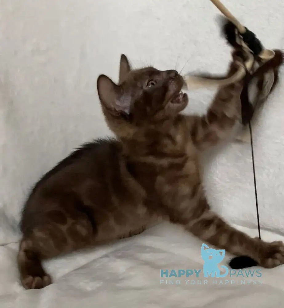 Benjamin Bengal male black spotted tabby live animals