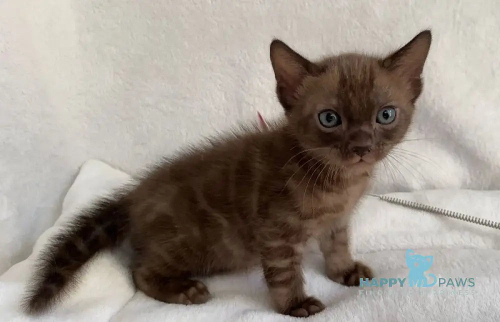 Benjamin Bengal male black spotted tabby live animals