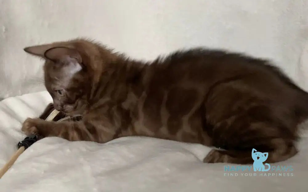Benjamin Bengal male black spotted tabby live animals