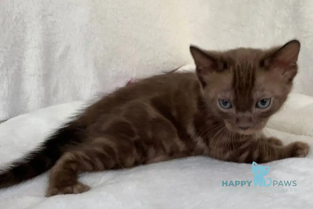 Benjamin Bengal male black spotted tabby live animals