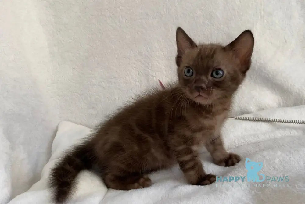 Benjamin Bengal male black spotted tabby live animals