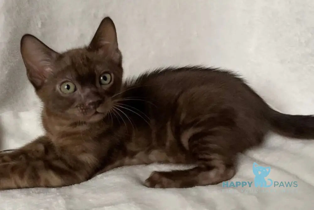 Benjamin Bengal male black spotted tabby live animals