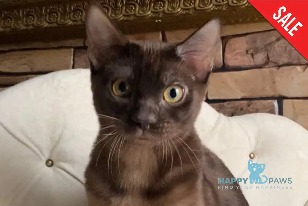 Benjamin Bengal male black spotted tabby live animals