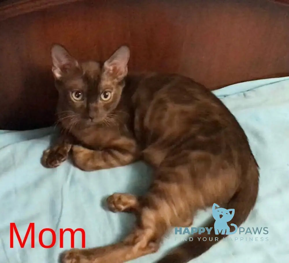 Benjamin Bengal male black spotted tabby live animals