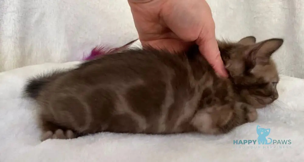 Benjamin Bengal male black spotted tabby live animals
